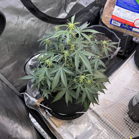 1st gorilla cookies (1 plant) growlog timeline photo