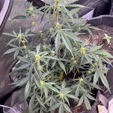 1st gorilla cookies (1 plant) growlog timeline photo