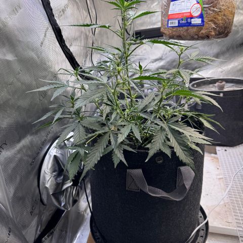 1st gorilla cookies (1 plant) growlog timeline photo