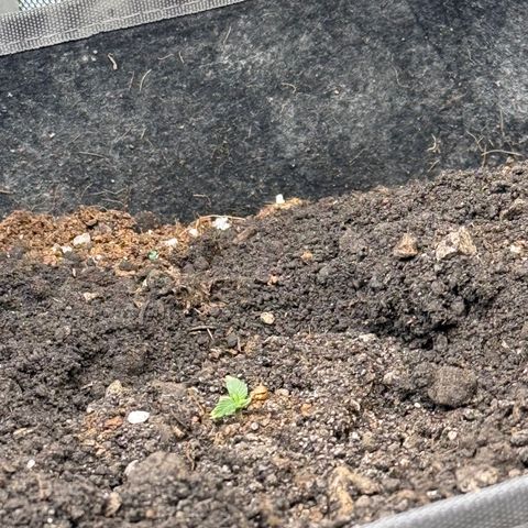 Blueberry Auto growlog timeline photo