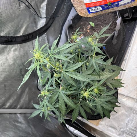 1st gorilla cookies (1 plant) growlog timeline photo
