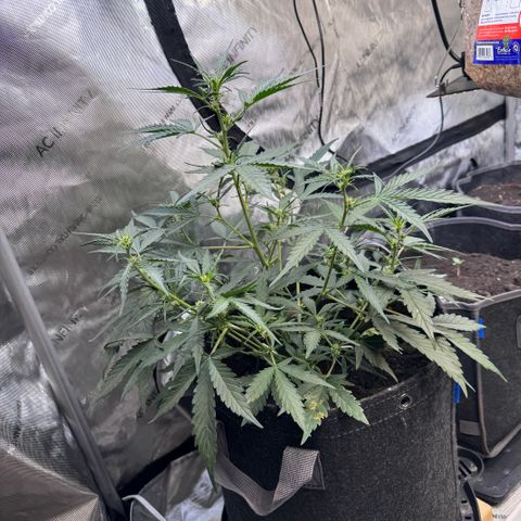 1st gorilla cookies (1 plant) growlog timeline photo