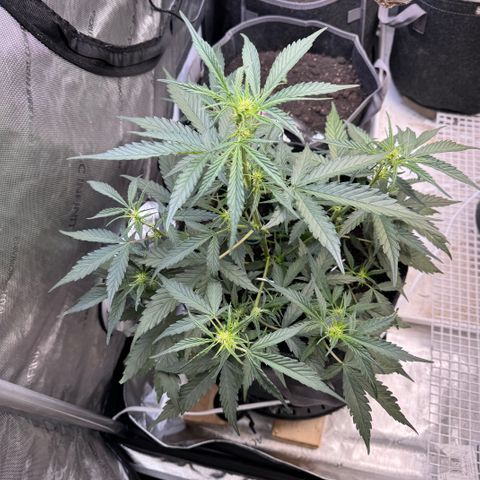 1st gorilla cookies (1 plant) growlog timeline photo