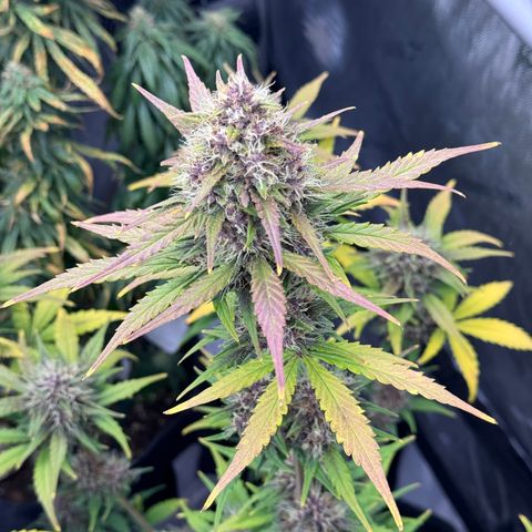 Gorilla Punch Auto growlog timeline photo