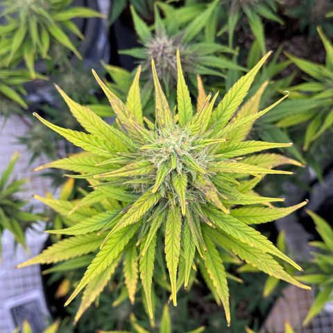 Gorilla Punch Auto growlog timeline photo