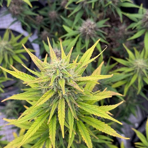 Gorilla Punch Auto growlog timeline photo