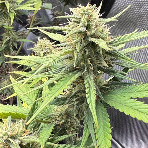 Gorilla Punch Auto growlog timeline photo