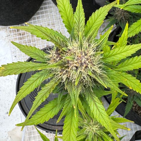 Gorilla Punch Auto growlog timeline photo