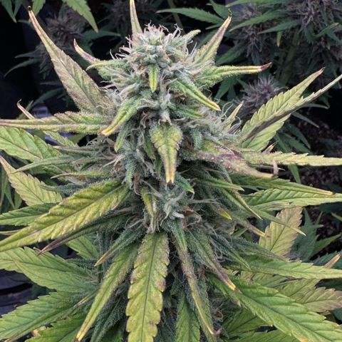 Gorilla Punch Auto growlog timeline photo