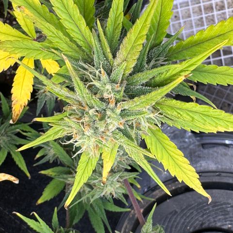 Gorilla Punch Auto growlog timeline photo