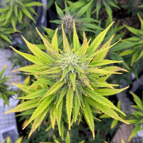 Gorilla Punch Auto growlog timeline photo