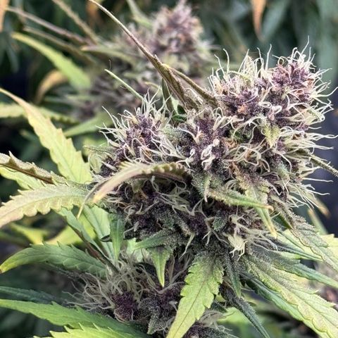 Gorilla Punch Auto growlog timeline photo