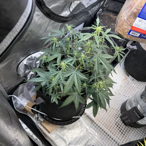 1st gorilla cookies (1 plant) growlog timeline photo