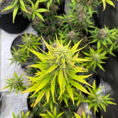 Gorilla Punch Auto growlog timeline photo