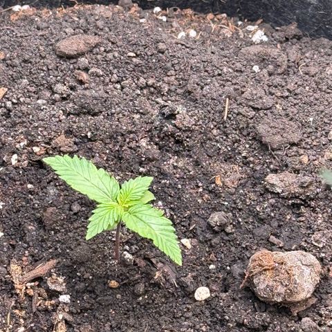 Blueberry Auto growlog timeline photo