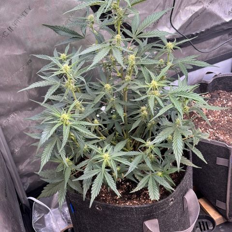 1st gorilla cookies (1 plant) growlog timeline photo