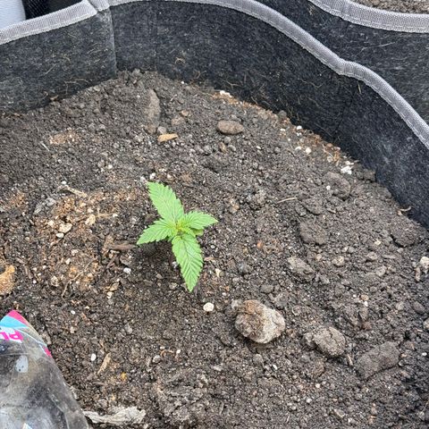 Blueberry Auto growlog timeline photo