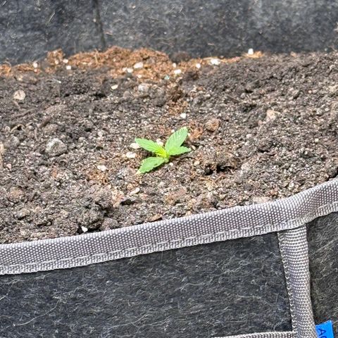 Northern lights  growlog timeline photo