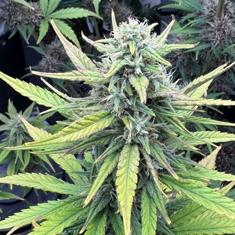 Gorilla Punch Auto growlog timeline photo