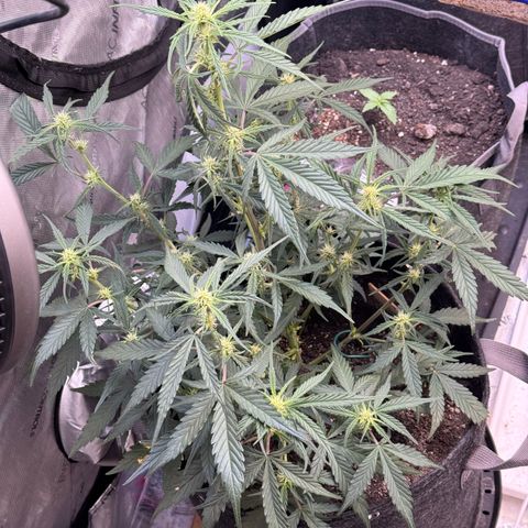 1st gorilla cookies (1 plant) growlog timeline photo