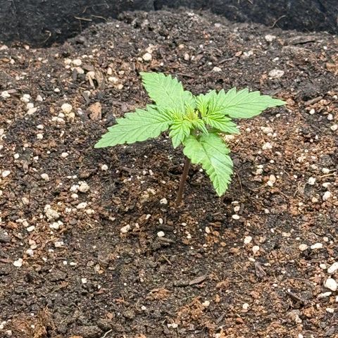 Blueberry Auto growlog timeline photo