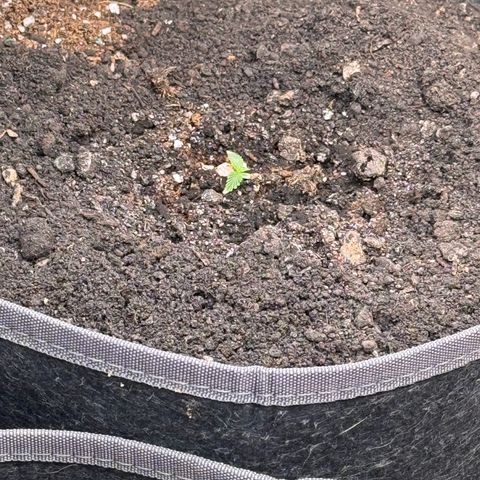 Northern lights  growlog timeline photo
