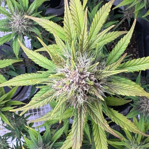 Gorilla Punch Auto growlog timeline photo