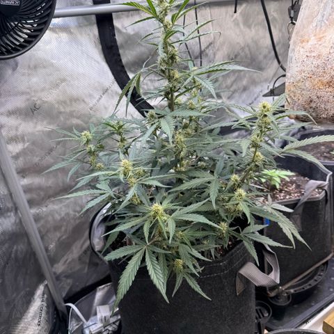 1st gorilla cookies (1 plant) growlog timeline photo