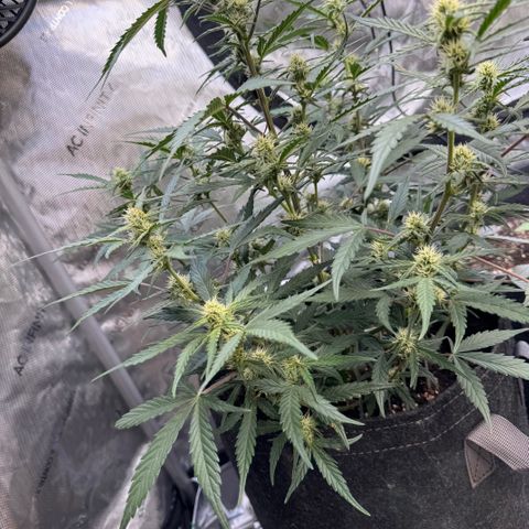 1st gorilla cookies (1 plant) growlog timeline photo