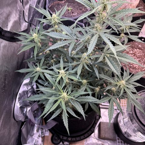 1st gorilla cookies (1 plant) growlog timeline photo
