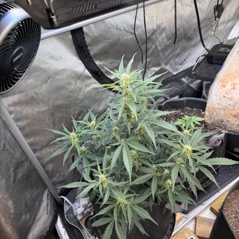 1st gorilla cookies (1 plant) growlog timeline photo