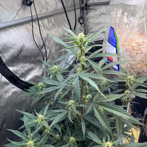 1st gorilla cookies (1 plant) growlog timeline photo