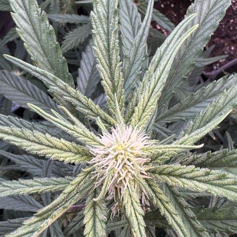 1st gorilla cookies (1 plant) growlog timeline photo