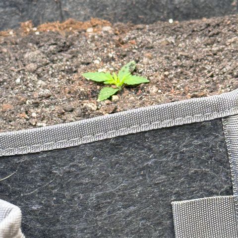 Northern lights  growlog timeline photo
