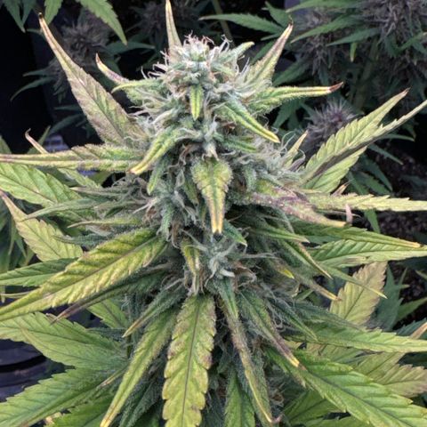 Gorilla Punch Auto growlog timeline photo