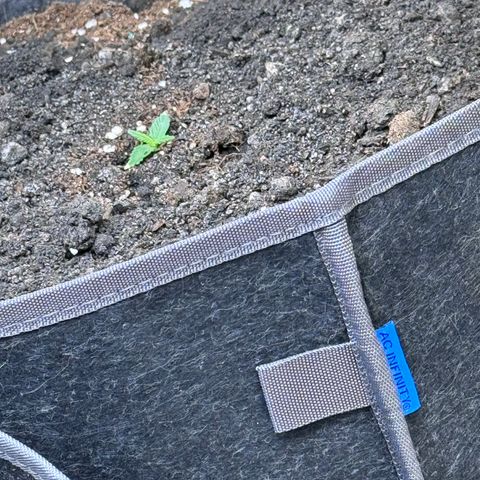 Northern lights  growlog timeline photo