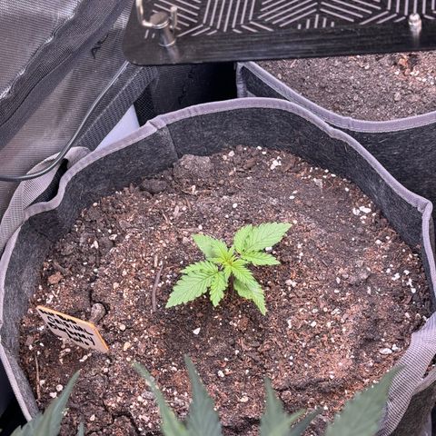 Blueberry Auto growlog timeline photo