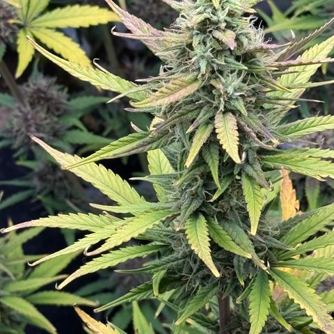 Gorilla Punch Auto growlog timeline photo