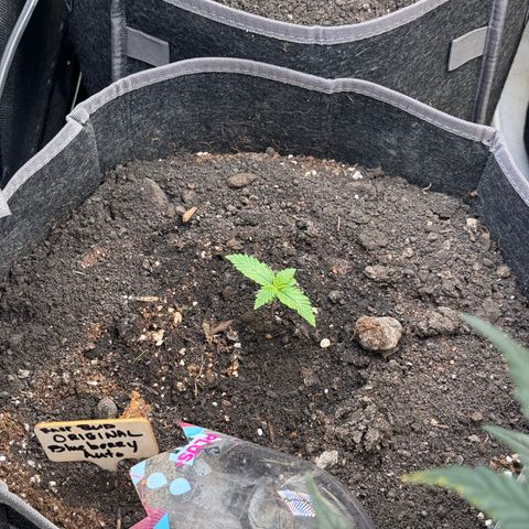 Blueberry Auto growlog timeline photo
