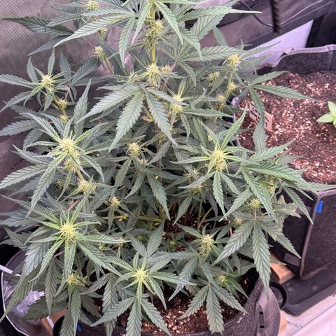 1st gorilla cookies (1 plant) growlog timeline photo