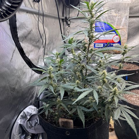 1st gorilla cookies (1 plant) growlog timeline photo