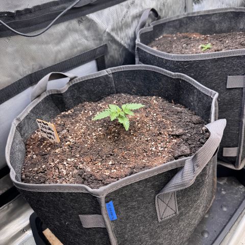 Blueberry Auto growlog timeline photo