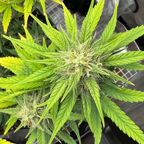 Gorilla Punch Auto growlog timeline photo