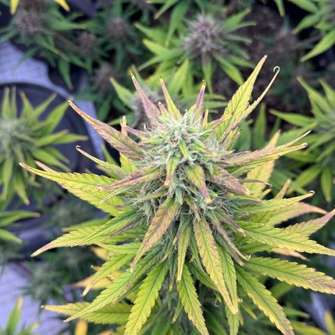 Gorilla Punch Auto growlog timeline photo