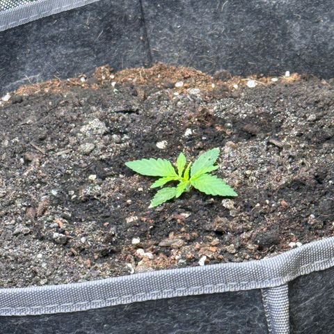 Northern lights  growlog timeline photo