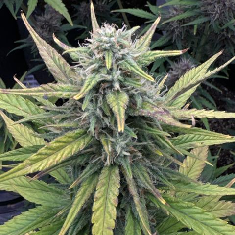 Gorilla Punch Auto growlog timeline photo
