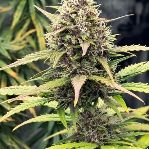 Gorilla Punch Auto growlog timeline photo