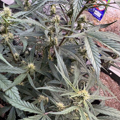 1st gorilla cookies (1 plant) growlog timeline photo
