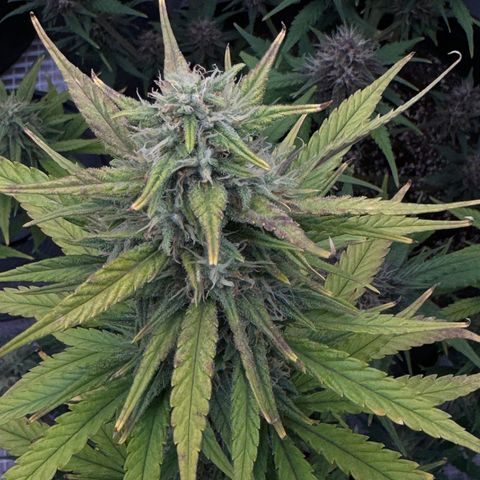 Gorilla Punch Auto growlog timeline photo