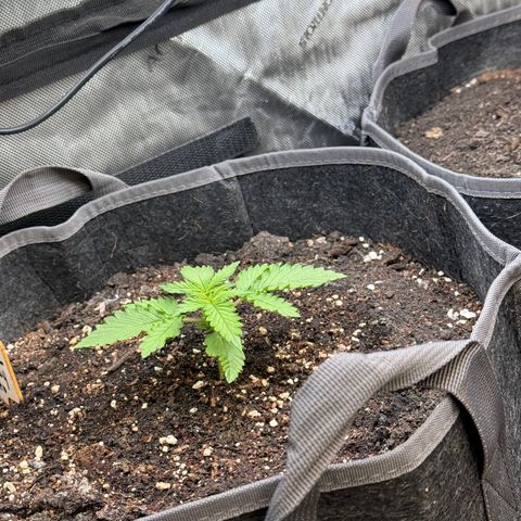 Blueberry Auto growlog timeline photo